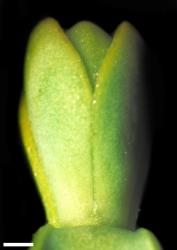Veronica buchananii. Leaf bud with no sinus. Scale = 1 mm.
 Image: W.M. Malcolm © Te Papa CC-BY-NC 3.0 NZ